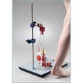 Denoyer-Geppert Anatomical Model, Biomechanical Leg Kit 0650-12